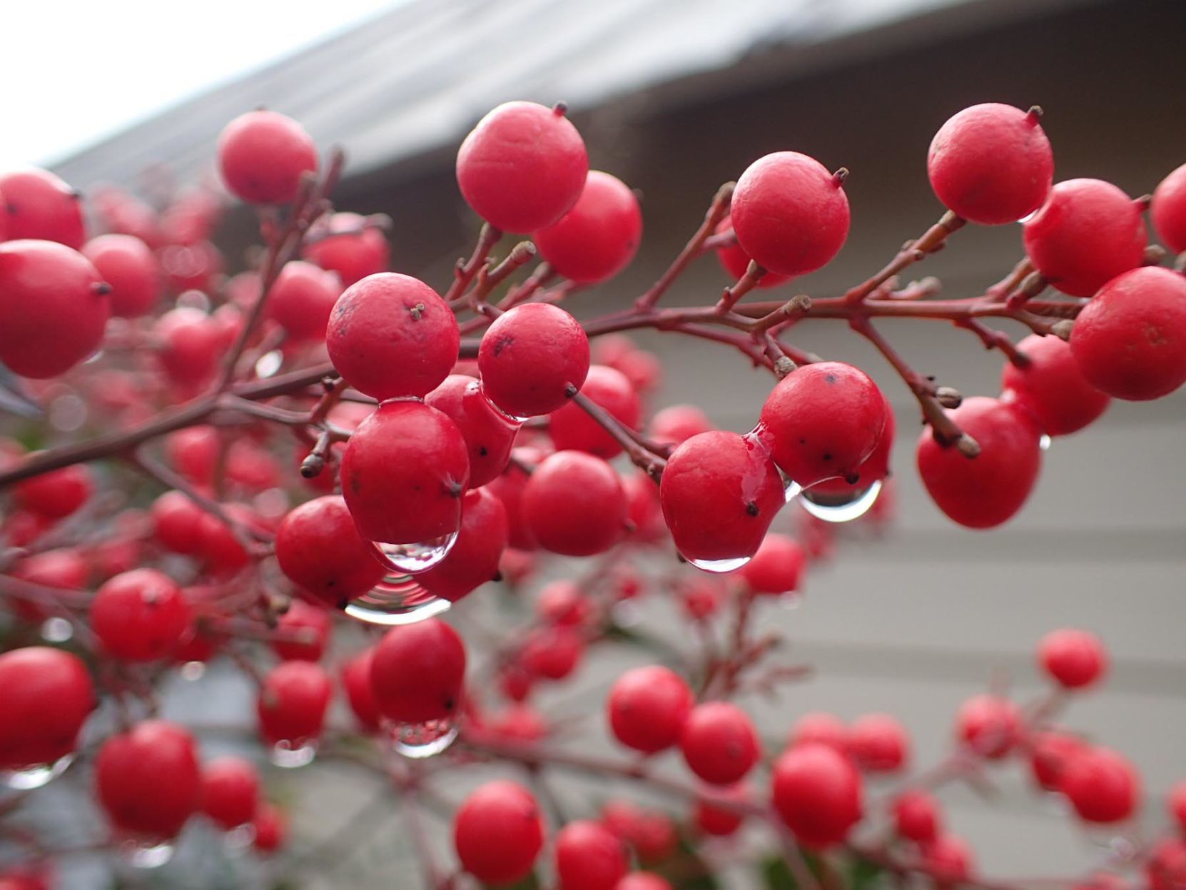 Red berry drops